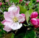 Liz Winslow Fruits - Health Awareness Coach