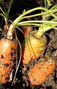 Seeking authentic solutions on your own path