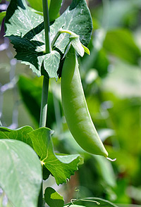 Cultivating the flow of solutions to health questions.