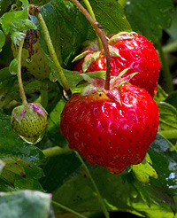 Liz Winslow Fruits - Health Awareness Coach